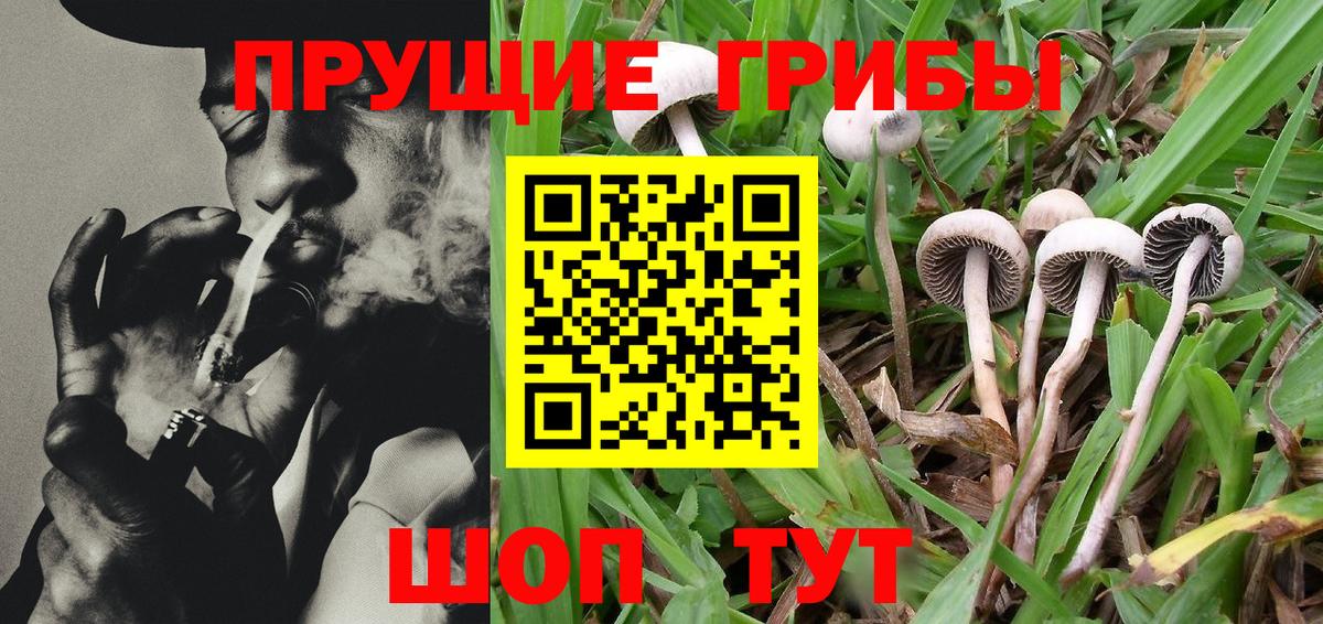 Галлюциногенные грибы GOLDEN TEACHER  Вход с VPN  Краснознаменск 